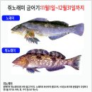 노래미 이미지