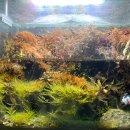 베타봉봉 이미지