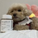 딥닭 | 강아지 관절 영양제 [딥씨드] 관절 케어 시작 후기
