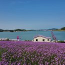 신안산대 삼거리(교통섬) | 신안 퍼플섬 가볼만한곳, 입장료 주차와 보라섬 산책 후기