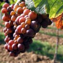 포도나무 (식물) [grape]와 포도의 효능 이미지