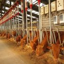 삼우농장 이미지