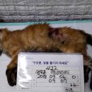 준동물병원 이미지