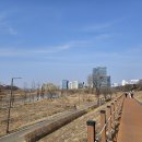 영롱이갈대야구장 옆 제방 | 봄이 오나 봄 - 안양천, 양화한강공원, 선유도공원 산책