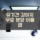 도그짱 | 유기견 강아지 무료 분양 어플 앱