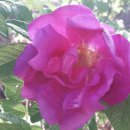 쌍화펜션 이미지