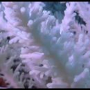 [VOA 영어뉴스] US Agency Says Coral Reef Destruction is Slowing This Year 이미지