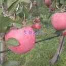 햇살담은농원