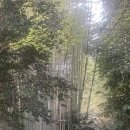 정원(願) | 오사카 교토 여행기 3. 교토투어 아라시야마, 금각사, 여우신사 방문