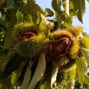 대보농장 이미지