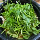 골드 마운틴77 이미지