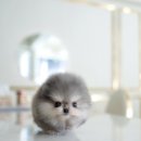 하이퍼피 이미지