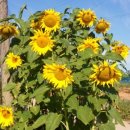 김제아리랑농원 이미지