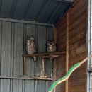 제주 자고가 | 제주 서쪽가볼만한곳 추천 화조원 내돈내산 후기