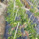 화원농장3 이미지