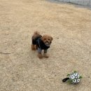 꼬리치는 강아지 | 강아지 축구공 추천｜터그놀이 가능한 공놀이 최애템 야외장난감 후기