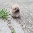 펫블리강아지&미라클고양이 이미지