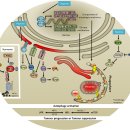 Re:Hypoxia and Selective Autophagy in Cancer Development and Therapy 이미지