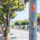 천주교 순례길 - 신축화해길 | 제주 서귀포시...성지순례 하논성당길(후박나무 가로수길~서귀포성당)