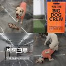 아이세상유치원 | 부산 대형견 호텔 유치원 추천 "빅독크루" 데이케어 솔직 후기