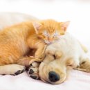 메디힐동물병원 이미지