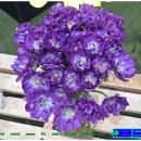 와우블루 이미지