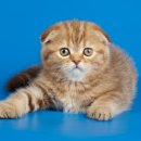 24시 송도힐 동물메디컬센터 이미지