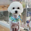 함안 애견샵 러블리펫 이미지