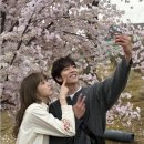 벚꽃🌸🌌 이미지