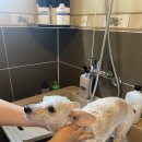 경주애견펜션 해피데이해피독 이미지