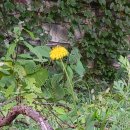 별따라꽃따라 이미지