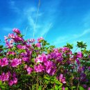 천등산철쭉공원 | [섬&amp;산행] 고흥 천등산 철쭉공원을 찾아서