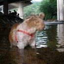 홍연교밑 이미지