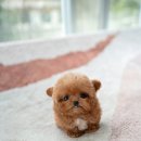 슈슈퍼피 이미지