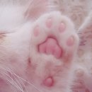 고양이발 이미지