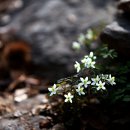 바람꽃공원 이미지