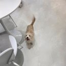 우리펫 | 명절 앞두고 수원애견미용실 바움펫에서 우리 아이 미용 맡긴 후기