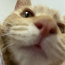 푸른별안과동물병원 이미지