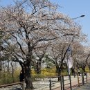 영등포 여의도 봄꽃축제 이미지