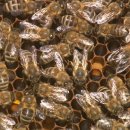 꿀벌의 면역을 높이는 연구 (동영상)Mushroom Extracts Boost Honey Bee Immune Systems 이미지