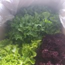 늘푸른농장2 이미지