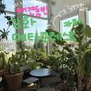 토레스트 | 애견동반 강화여행, 식물원 같은 힐링 한스푼, 메타포레스트 카페 방문 후기