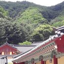 보은하다 Daum카페