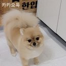 카카오독 이미지