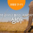 상아 이미지