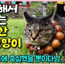 사냥해서 참회(?)하는 절 고양이 이미지