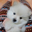 뽀시래기 이미지