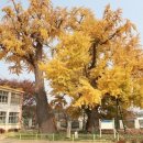 은행나무1길 이미지