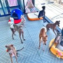 체크인독 애견유치원 이미지