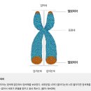 (주)젬백스앤카엘 | "대한민국 바이오 역사상 가장 거대한 '도박', 젬백스의 운명이 결정된다"